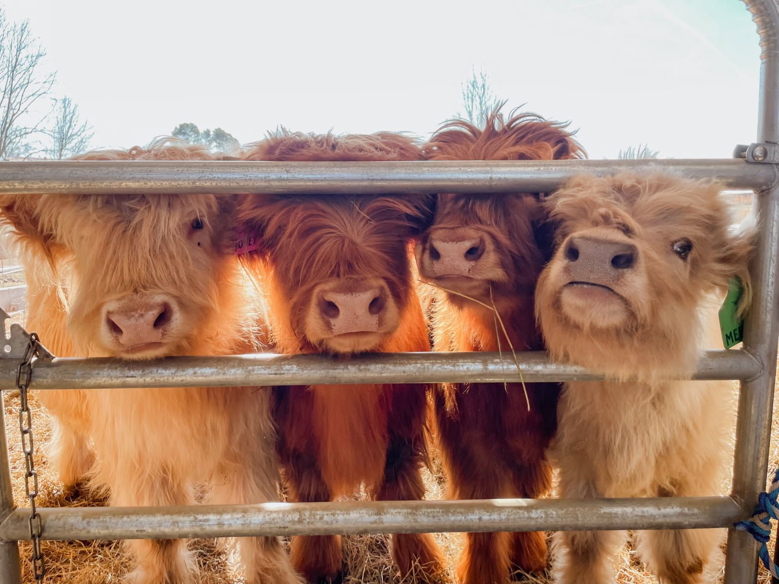 Blessing Creek Farms: Where Animals Bring People Together